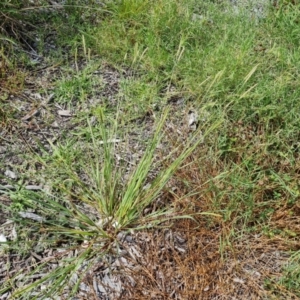 Setaria sp. at Mawson, ACT - 21 Jan 2023