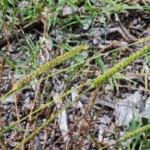 Setaria sp. at Mawson, ACT - 21 Jan 2023 04:01 PM