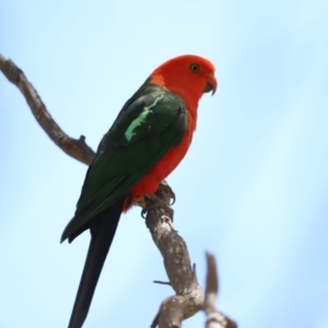 Alisterus scapularis at Rendezvous Creek, ACT - 21 Jan 2023 12:00 PM