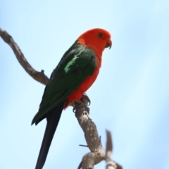 Alisterus scapularis (Australian King-Parrot) at Rendezvous Creek, ACT - 21 Jan 2023 by JimL