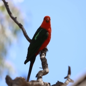 Alisterus scapularis at Rendezvous Creek, ACT - 21 Jan 2023 12:00 PM