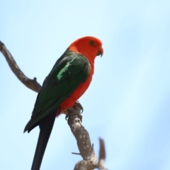 Alisterus scapularis at Rendezvous Creek, ACT - 21 Jan 2023 12:00 PM