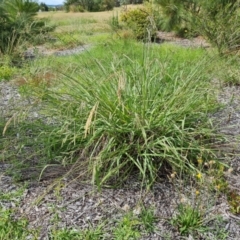 Paspalum dilatatum (Paspalum) at Mawson, ACT - 21 Jan 2023 by Mike