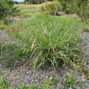 Paspalum dilatatum at Mawson, ACT - 21 Jan 2023