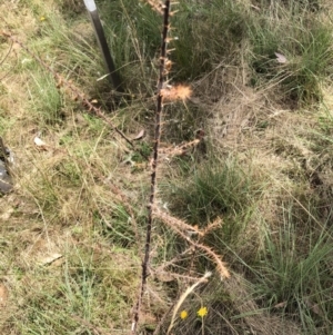 Acacia paradoxa at Garran, ACT - 21 Jan 2023