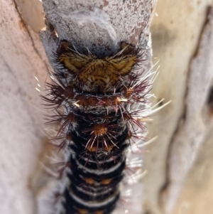 Chelepteryx collesi at Parkes, ACT - 21 Jan 2023