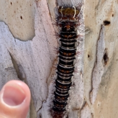 Chelepteryx collesi at Parkes, ACT - 21 Jan 2023