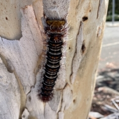 Chelepteryx collesi at Parkes, ACT - 21 Jan 2023