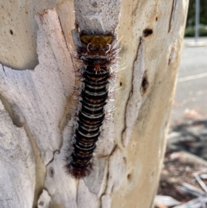 Chelepteryx collesi at Parkes, ACT - 21 Jan 2023