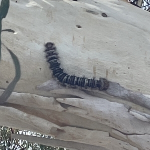 Chelepteryx collesi at Parkes, ACT - 21 Jan 2023