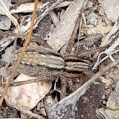 Miturga sp. (genus) (Unidentified False wolf spider) at Carwoola, NSW - 21 Jan 2023 by trevorpreston