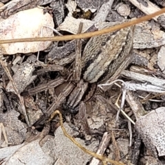 Miturga sp. (genus) at Carwoola, NSW - 21 Jan 2023 11:42 AM