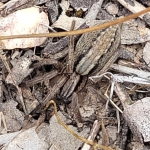 Miturga sp. (genus) at Carwoola, NSW - 21 Jan 2023 11:42 AM