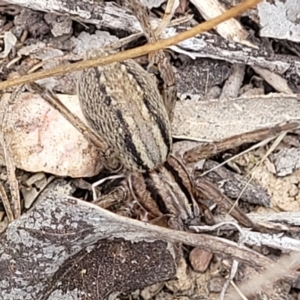 Miturga sp. (genus) at Carwoola, NSW - 21 Jan 2023 11:42 AM