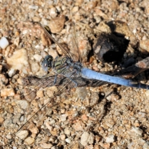 Orthetrum caledonicum at Wodonga, VIC - 21 Jan 2023 09:51 AM