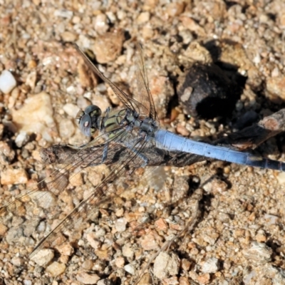 Orthetrum caledonicum (Blue Skimmer) at Wodonga, VIC - 20 Jan 2023 by KylieWaldon