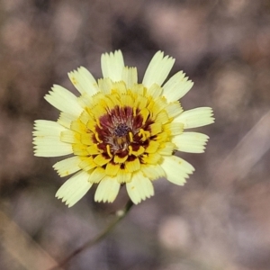 Tolpis barbata at Carwoola, NSW - 21 Jan 2023