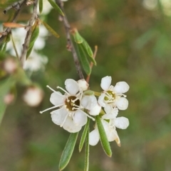 Kunzea ericoides (Burgan) at Carwoola, NSW - 21 Jan 2023 by trevorpreston