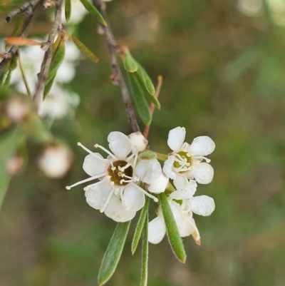 Kunzea ericoides (Burgan) at Carwoola, NSW - 21 Jan 2023 by trevorpreston