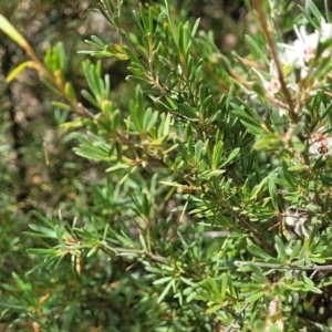 Kunzea ericoides at Carwoola, NSW - 21 Jan 2023