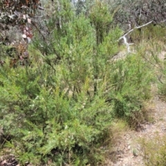 Kunzea ericoides at Carwoola, NSW - 21 Jan 2023