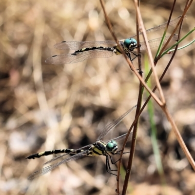 Parasynthemis regina (Royal Tigertail) at Wodonga - 20 Jan 2023 by KylieWaldon