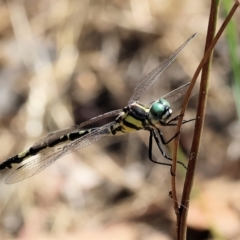 Parasynthemis regina at Wodonga, VIC - 21 Jan 2023