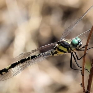 Parasynthemis regina at Wodonga, VIC - 21 Jan 2023