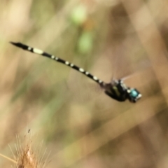 Parasynthemis regina at Wodonga, VIC - 21 Jan 2023