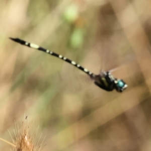 Parasynthemis regina at Wodonga, VIC - 21 Jan 2023