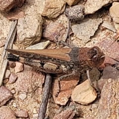Pycnostictus sp. (genus) (A bandwing grasshopper) at QPRC LGA - 21 Jan 2023 by trevorpreston