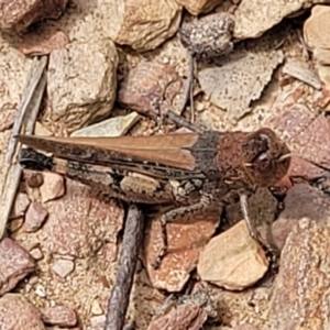 Pycnostictus sp. (genus) at Carwoola, NSW - 21 Jan 2023 11:34 AM