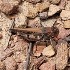 Pycnostictus sp. (genus) at Carwoola, NSW - 21 Jan 2023 11:34 AM