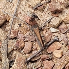 Pycnostictus sp. (genus) at Carwoola, NSW - 21 Jan 2023