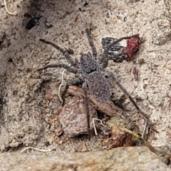 Unidentified Spider (Araneae) at Carwoola, NSW - 21 Jan 2023 by trevorpreston