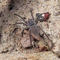 Unidentified Spider (Araneae) at QPRC LGA - 21 Jan 2023 by trevorpreston