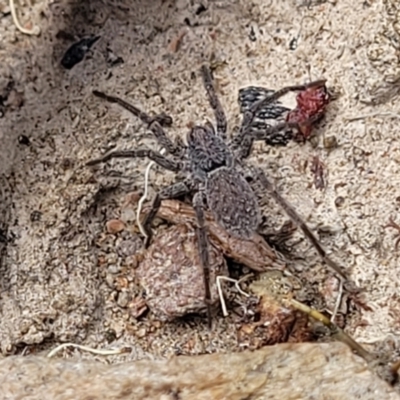 Unidentified Spider (Araneae) at Carwoola, NSW - 21 Jan 2023 by trevorpreston