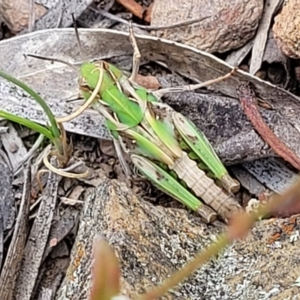 Oedaleus australis at Carwoola, NSW - 21 Jan 2023