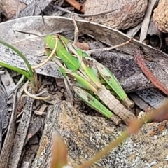 Oedaleus australis (Australian Oedaleus) at Carwoola, NSW - 21 Jan 2023 by trevorpreston