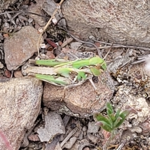 Oedaleus australis at Carwoola, NSW - 21 Jan 2023