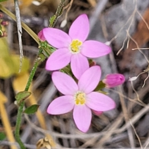 Centaurium erythraea at Carwoola, NSW - 21 Jan 2023