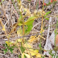 Centaurium erythraea at Carwoola, NSW - 21 Jan 2023 11:31 AM