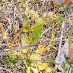 Centaurium erythraea at Carwoola, NSW - 21 Jan 2023