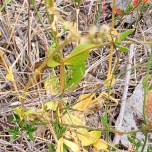 Centaurium erythraea at Carwoola, NSW - 21 Jan 2023 11:31 AM