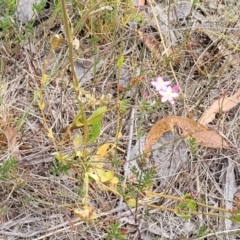 Centaurium erythraea at Carwoola, NSW - 21 Jan 2023 11:31 AM