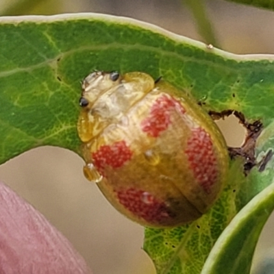 Paropsisterna fastidiosa (Eucalyptus leaf beetle) at Carwoola, NSW - 21 Jan 2023 by trevorpreston