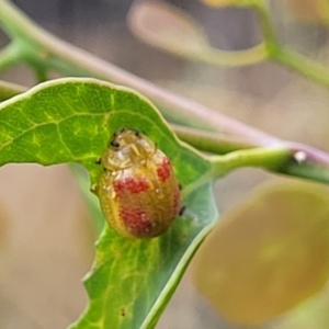 Paropsisterna fastidiosa at Carwoola, NSW - 21 Jan 2023