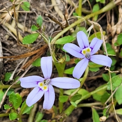 Isotoma fluviatilis subsp. australis (Swamp Isotome) at Wanna Wanna Nature Reserve - 21 Jan 2023 by trevorpreston