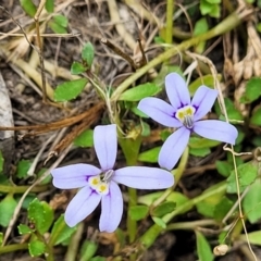 Isotoma fluviatilis subsp. australis at Carwoola, NSW - 21 Jan 2023 11:27 AM