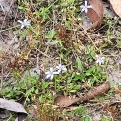 Isotoma fluviatilis subsp. australis at Carwoola, NSW - 21 Jan 2023 11:27 AM